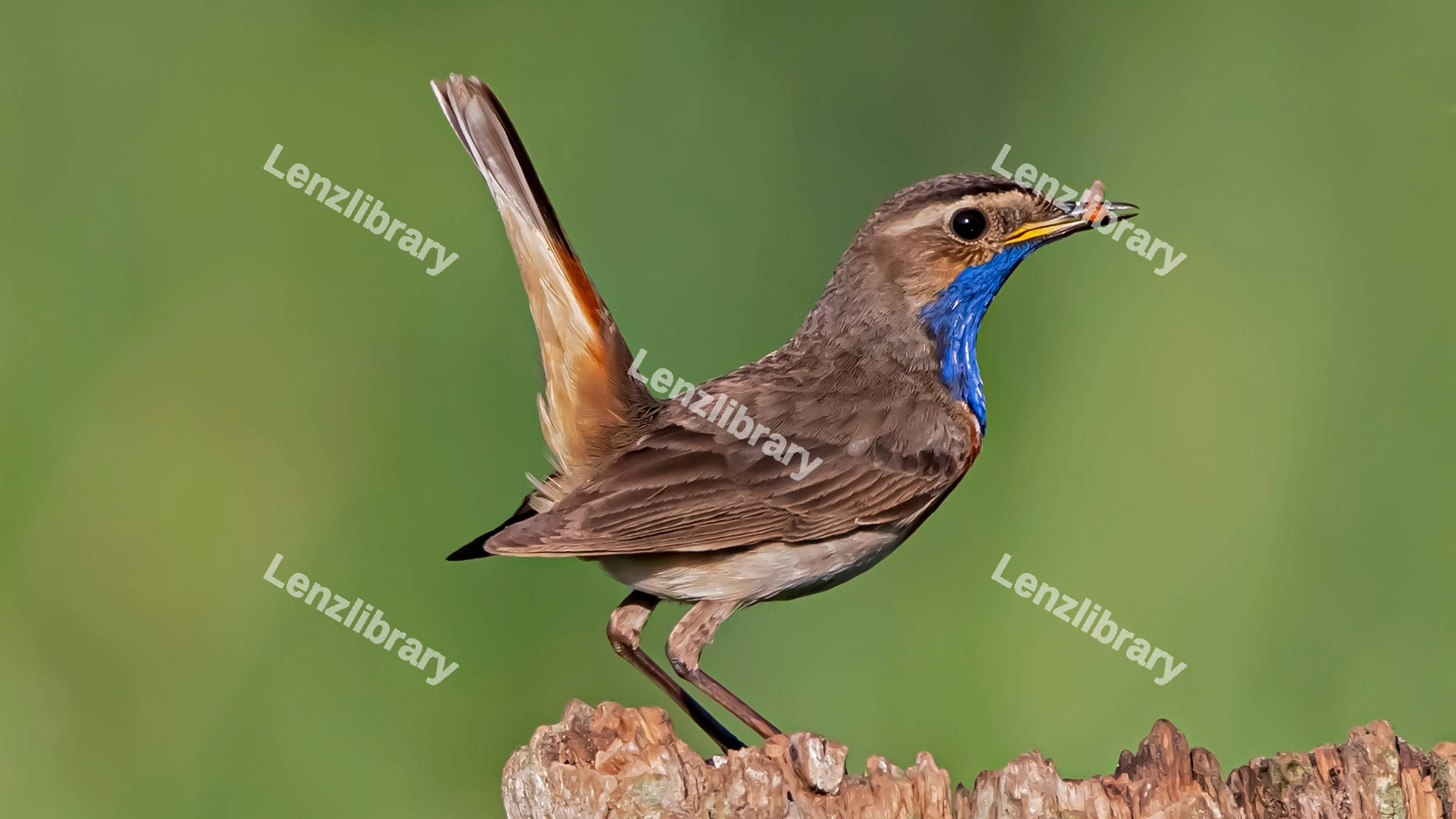 Beautiful Bluethroat Bird